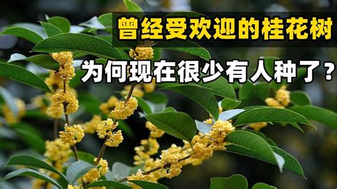 後院種桂花|【後院種桂花】後院種桂花，好運財運旺旺來！